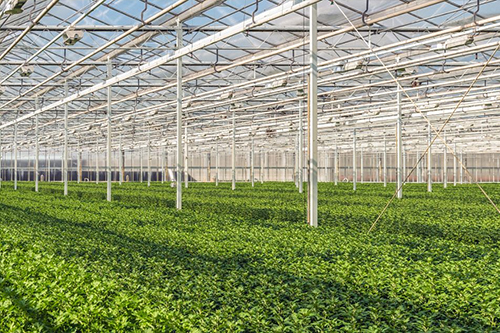 温室大棚通风问题怎样解决？