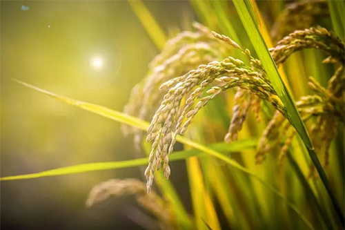 休闲农业中的温室大棚运用，不懂会吃大亏！