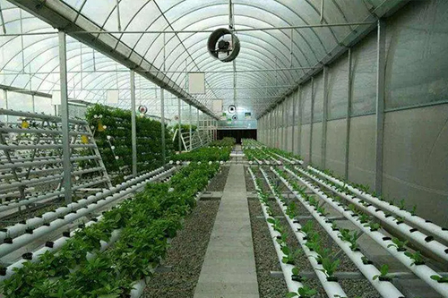 冬季温室大棚作物要重防灰霉病！搞准病因症状，才能巧妙防治