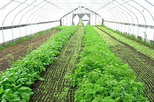 温室大棚在更换薄膜时要注意什么问题？