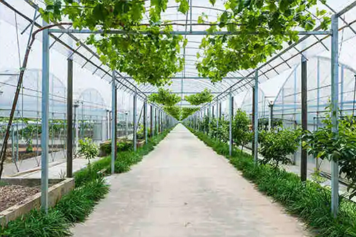 温室大棚设计时需要注意的问题